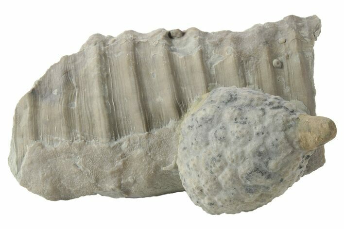 Cystoid (Holocystites) Fossil - Indiana #232694